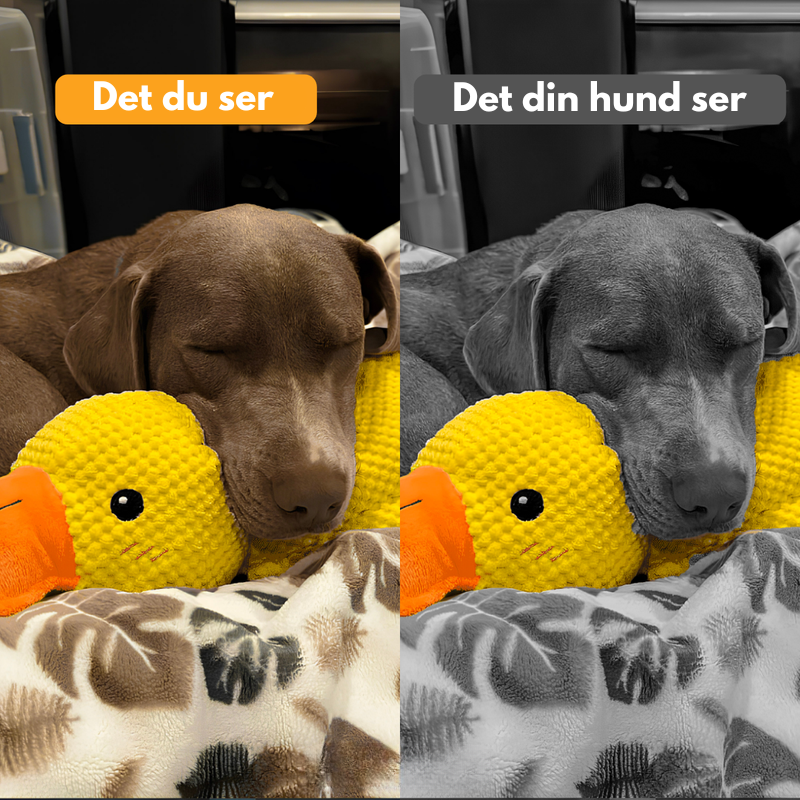 SérénitéCanine™ – Offrez confort et sécurité à votre chien