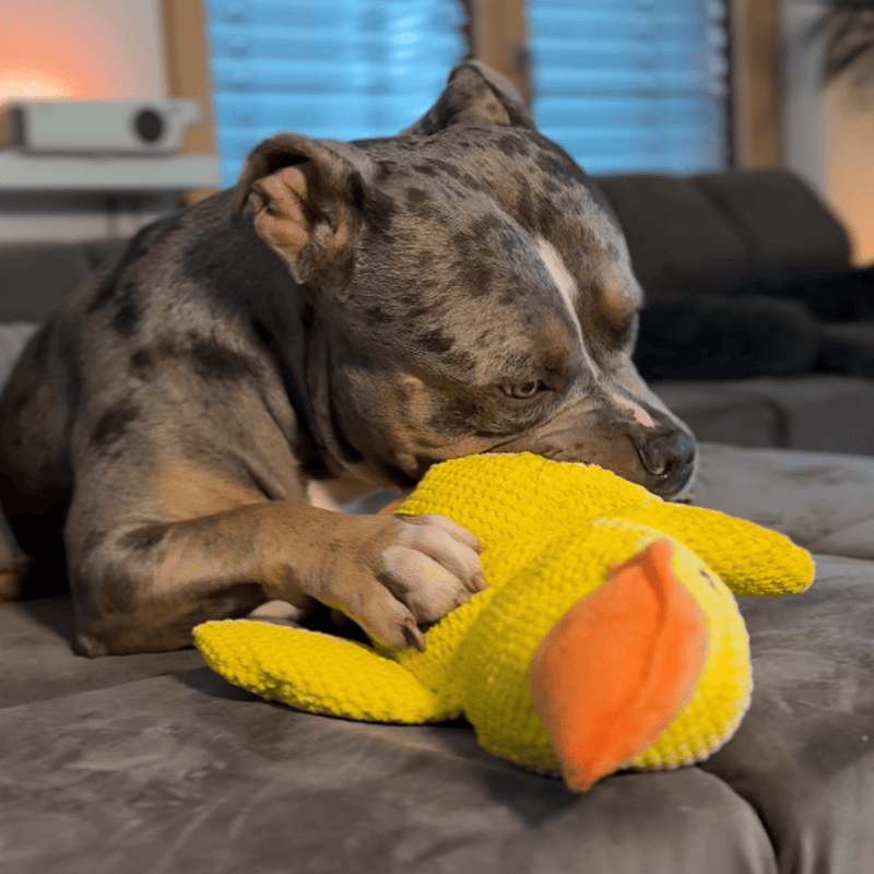 Canard Anti-Stress™ – Offrez calme, sécurité et réconfort à votre chien