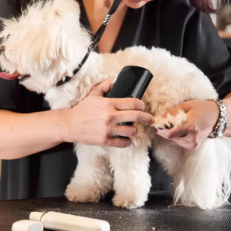 BrosseMagique™ – La solution ultime pour éliminer les poils d'animaux !