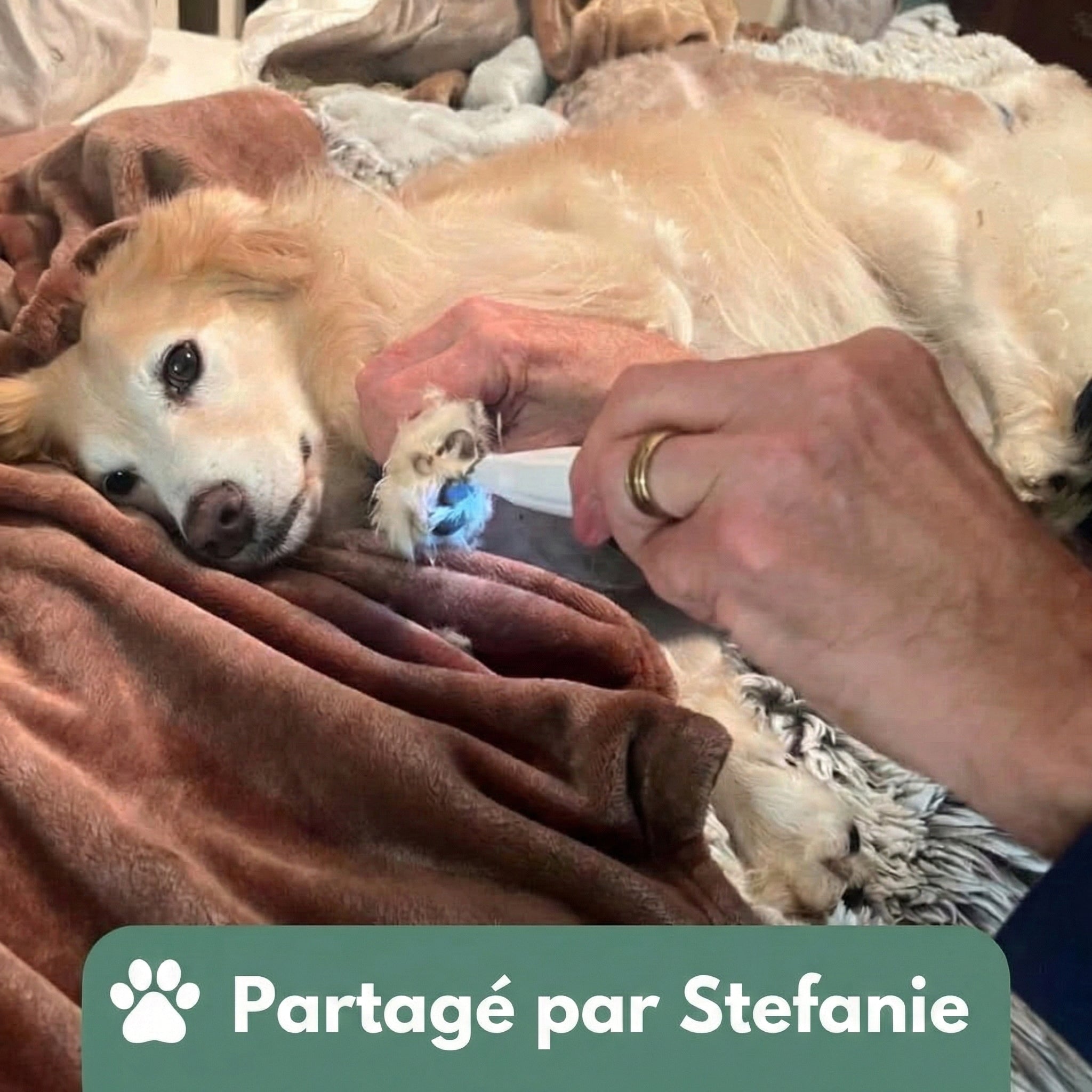 PatteTrim™ – Toilettage Doux et Silencieux pour les Pattes de Votre Chien
